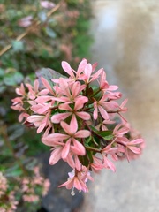 Abelia × grandiflora