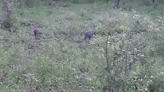 Numida meleagris mitratus