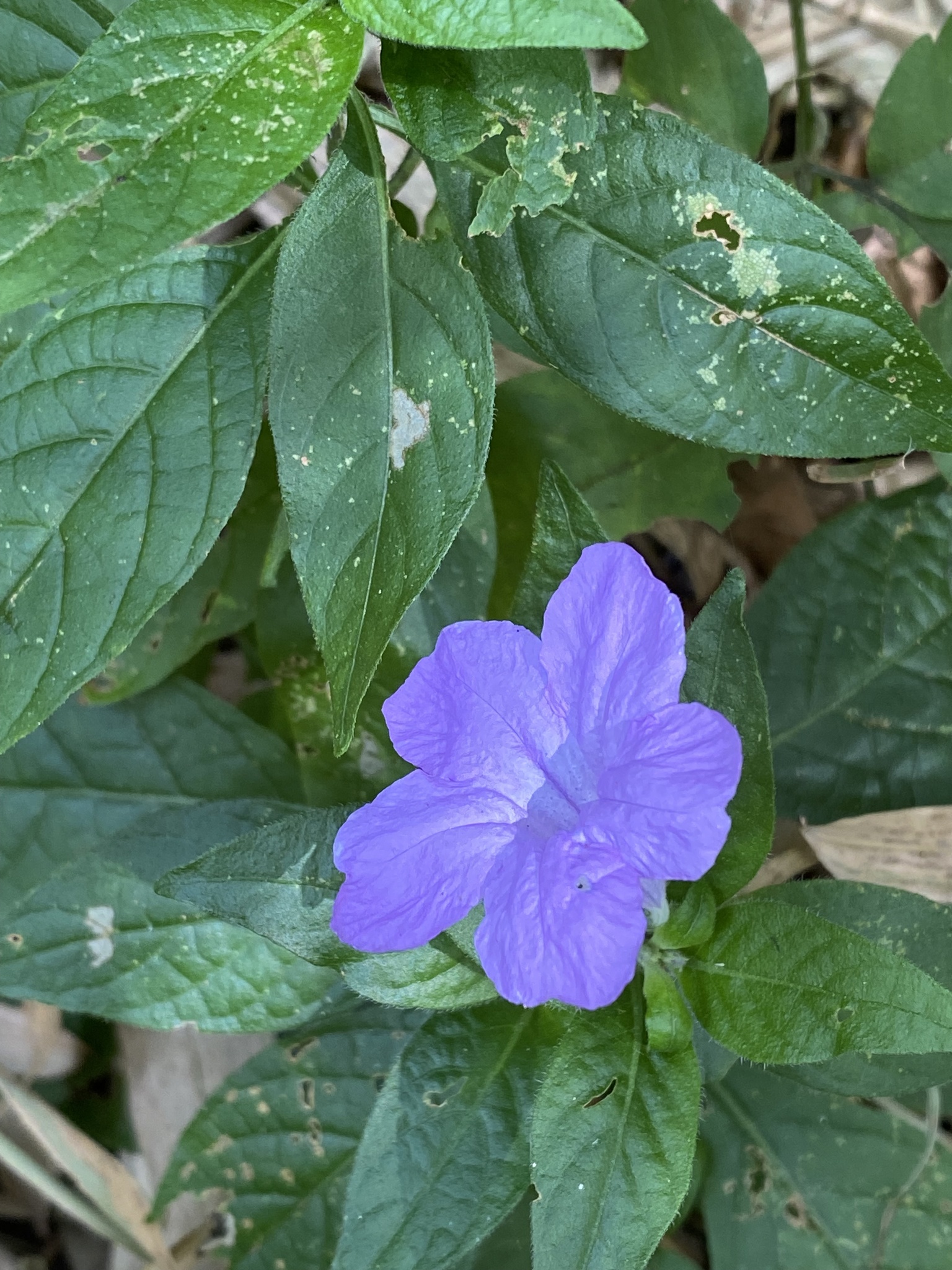 Ruellia bahiensis