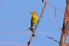 Leiothlypis celata lutescens