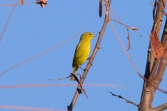 Leiothlypis celata lutescens