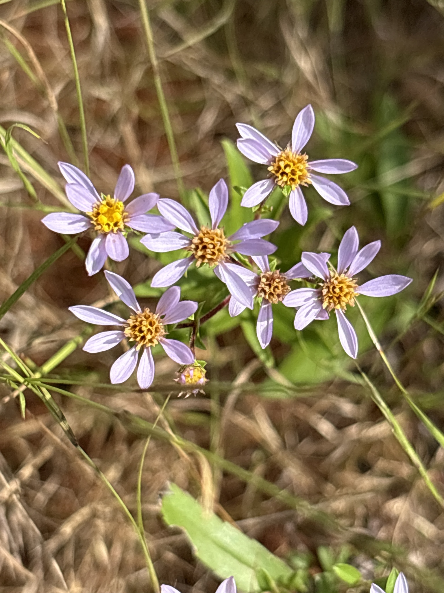 Slender Aster (Eurybia compacta)