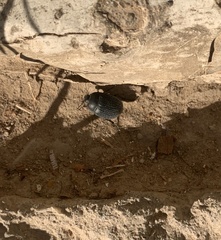 Eusattus reticulatus