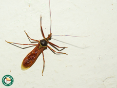 Isocondylus elongatus