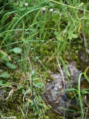Erigeron acris serotinus