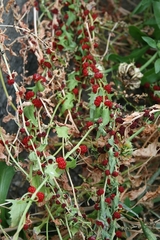 Blitum virgatum