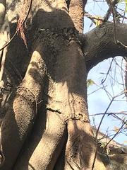Dasia olivacea
