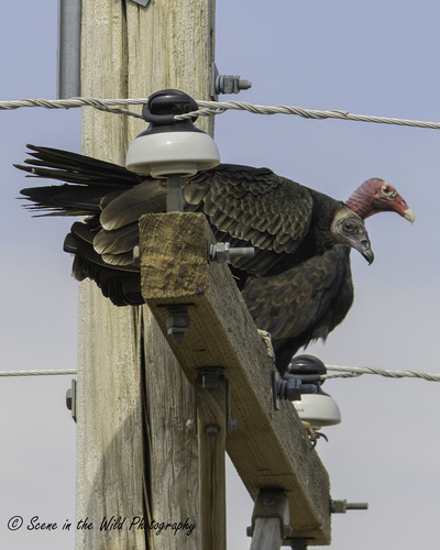 Turkey Vulture photographed in Colorado