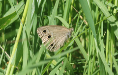 Stegosatyrus periphas