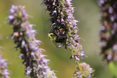 Bombus impatiens