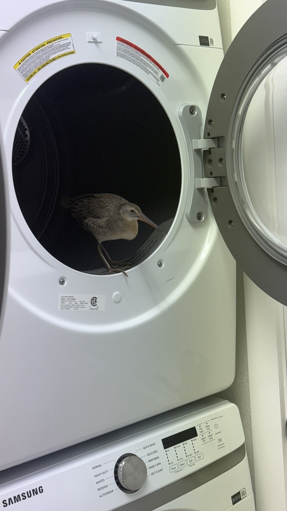Clapper Rail