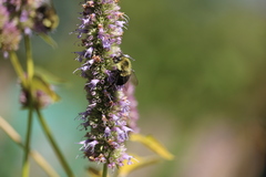 Bombus impatiens