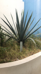 Agave tequilana