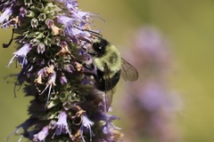 Bombus impatiens