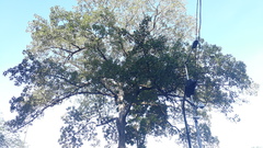 Terminalia bellirica