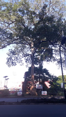 Terminalia bellirica