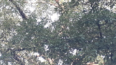 Terminalia bellirica