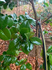 Ligustrum japonicum