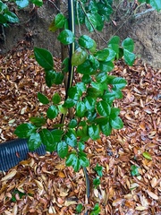 Ligustrum japonicum