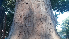 Terminalia bellirica