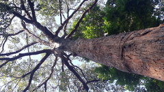 Terminalia bellirica