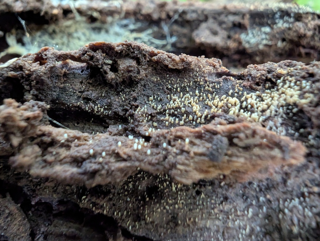 Henningsomyces candidus · September 2025 · photo: © atsushi_nakajima_cirque (iNaturalist, cc-by)