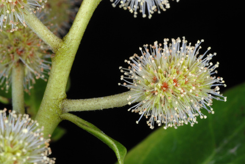 Conocarpus erectus