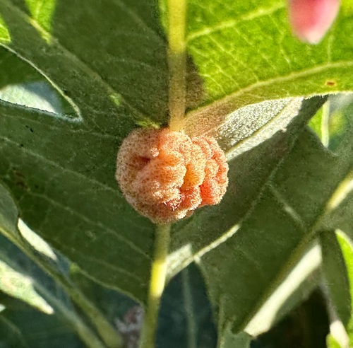 Convoluted Gall Wasp photo 6
