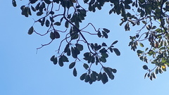 Terminalia bellirica