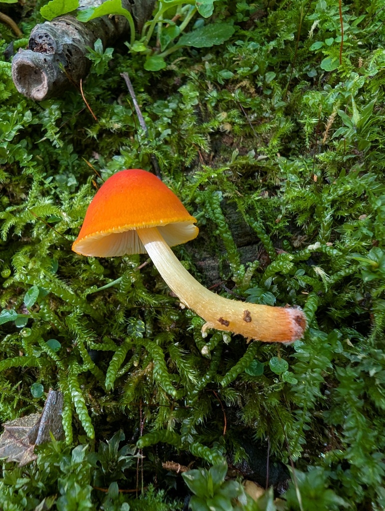 Pluteus aurantiorugosus · September 2025 · photo: © atsushi_nakajima_cirque (iNaturalist, cc-by)