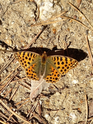 Queen of Spain Fritillary