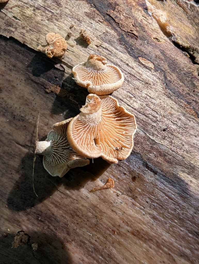 Panellus stipticus · September 2025 · photo: © atsushi_nakajima_cirque (iNaturalist, cc-by)
