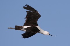 Recurvirostra andina