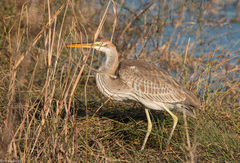 Purple Heron photo 5