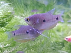 Trichopodus trichopterus