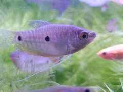 Trichopodus trichopterus