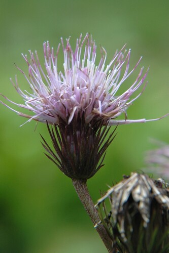 Cirsium homolepis iNat (3)