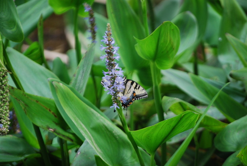 Eastern Tiger Swallowtail