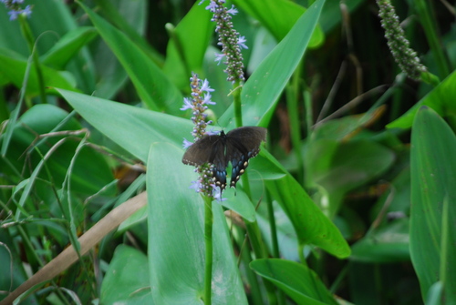 Eastern Tiger Swallowtail