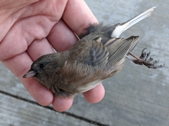 Junco hyemalis
