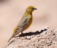 Sicalis uropygialis