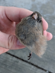 Junco hyemalis