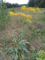 Senecio doria
