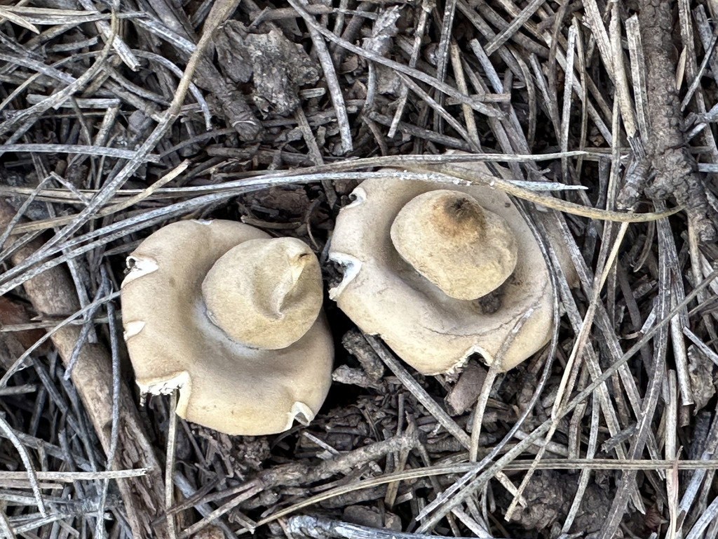 Geastrum sp. 'NM02'