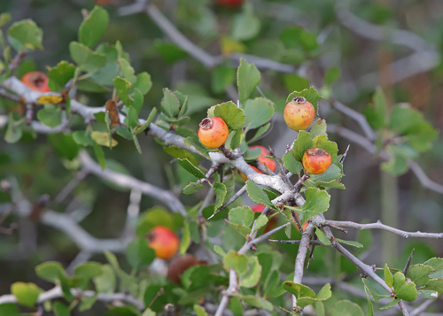 Crataegus lepida