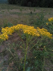 Senecio doria
