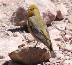 Sicalis uropygialis