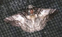 Hypobapta diffundens