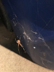 Latrodectus geometricus