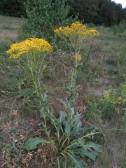 Senecio doria